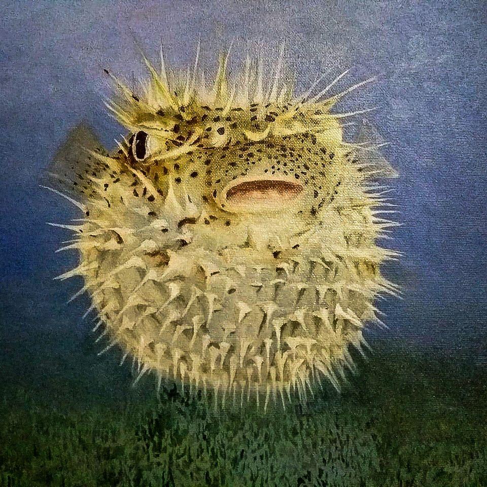 Porcupine Fish